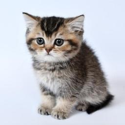 Avatar of Milocat